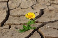 L’espoir s’active, mais en retrait